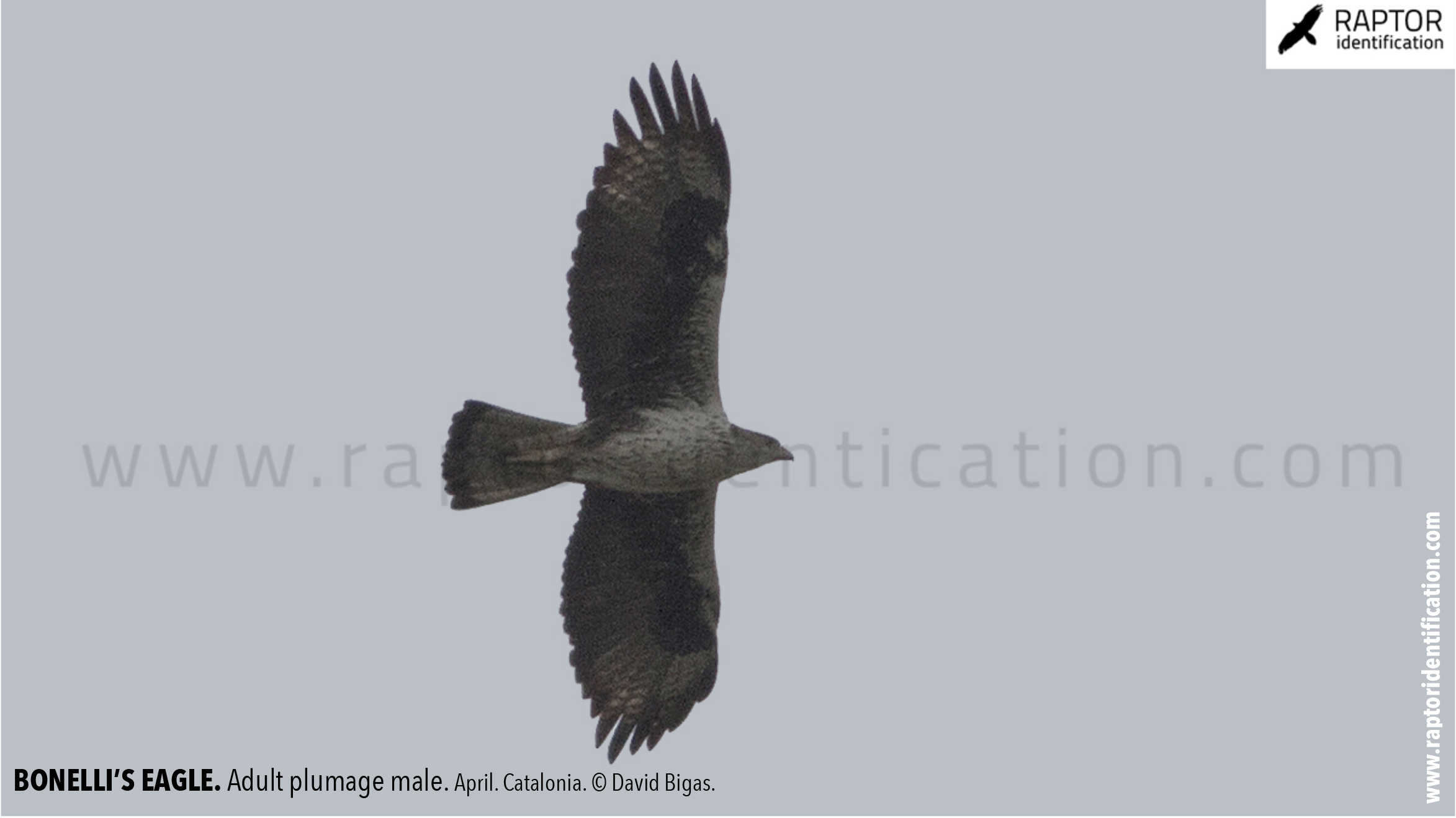 Bonellis-Eagle-adult-plumage-identification