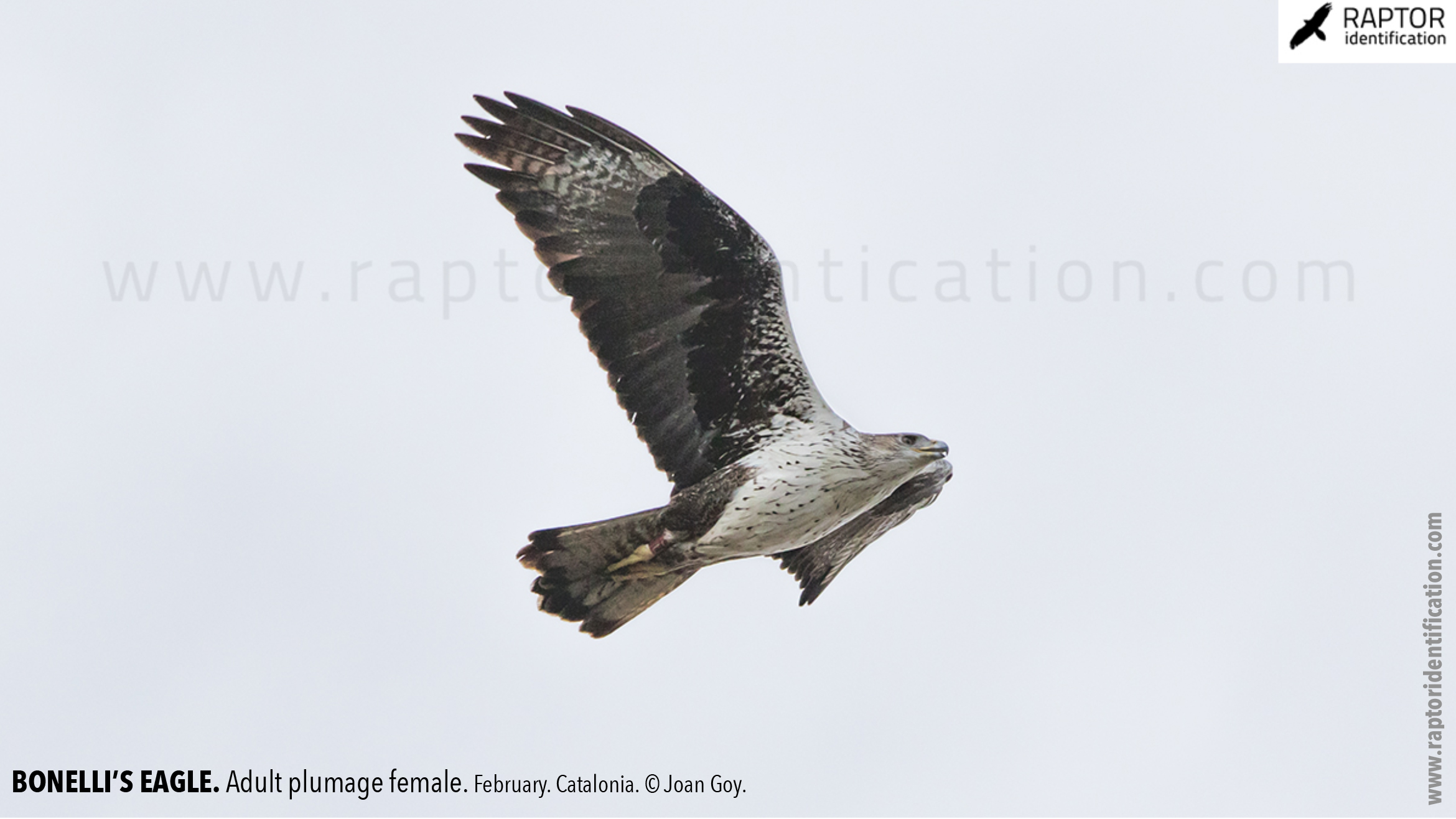 Bonellis-Eagle-adult-plumage-identification