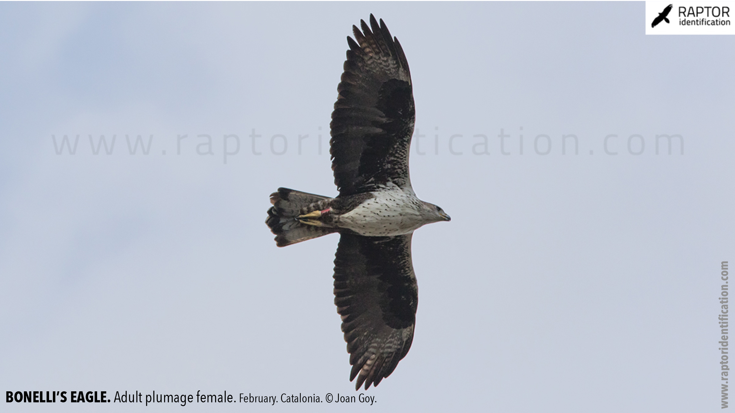 Bonellis-Eagle-adult-plumage-identification
