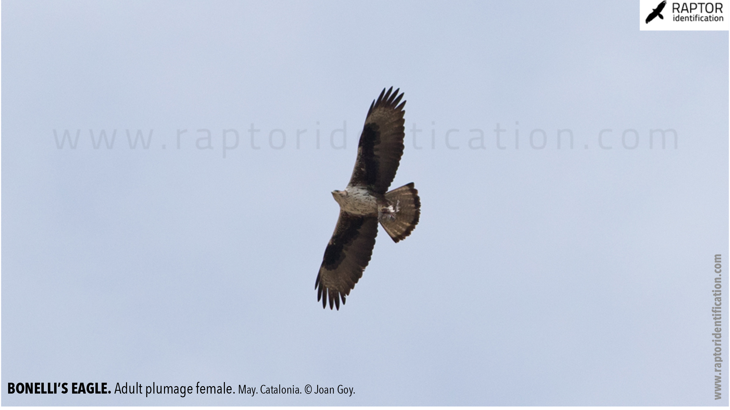 Bonellis-Eagle-adult-plumage-identification