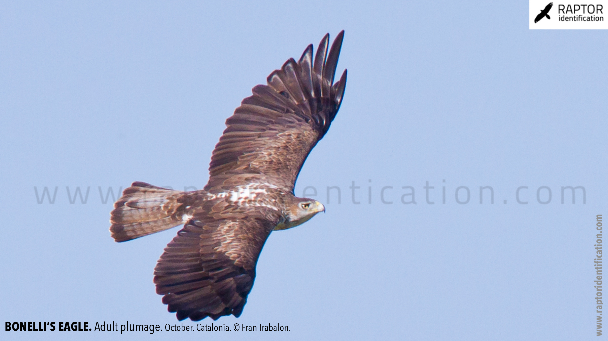 Bonellis-Eagle-adult-plumage-identification