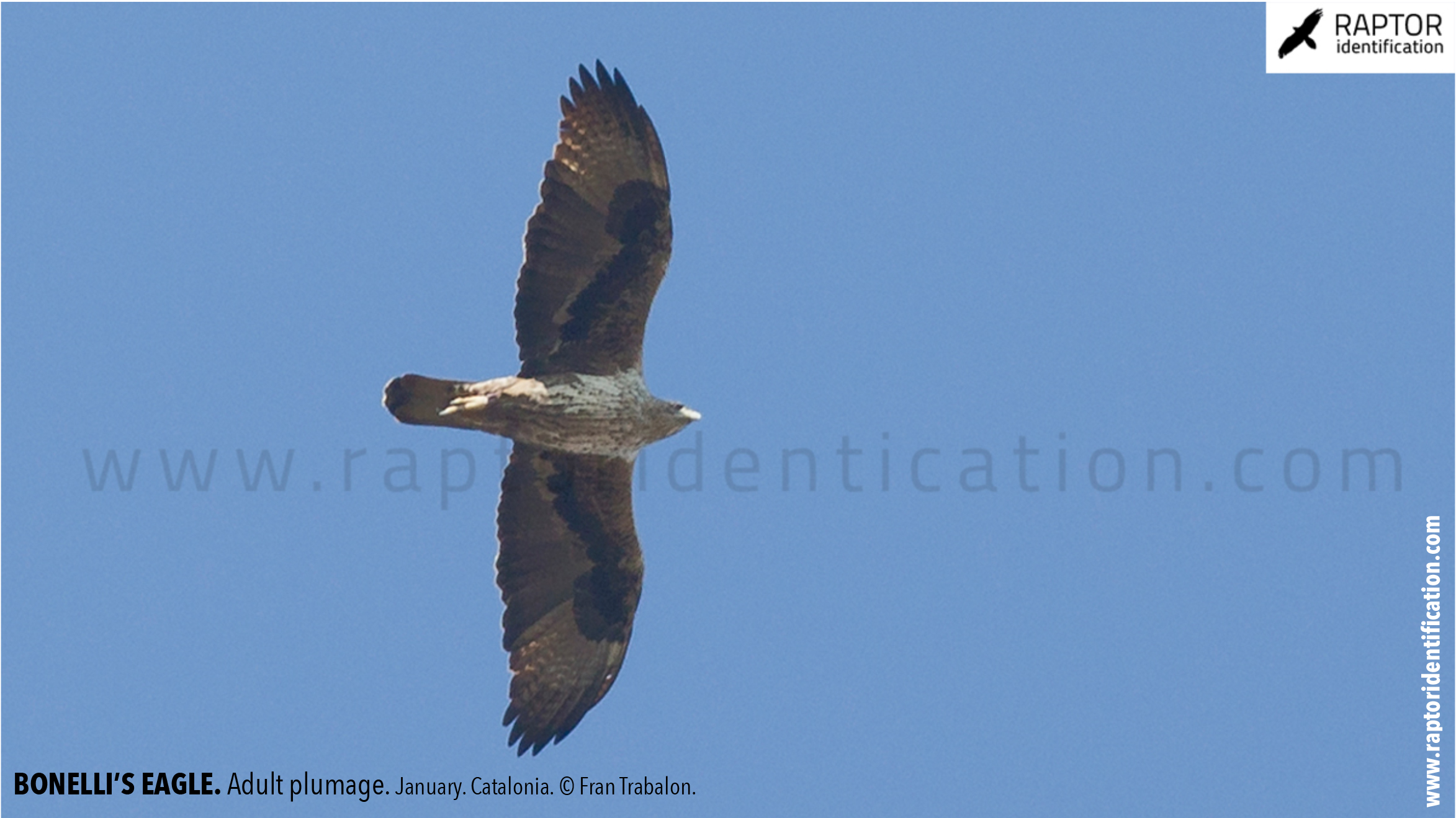 Bonellis-Eagle-adult-plumage-identification