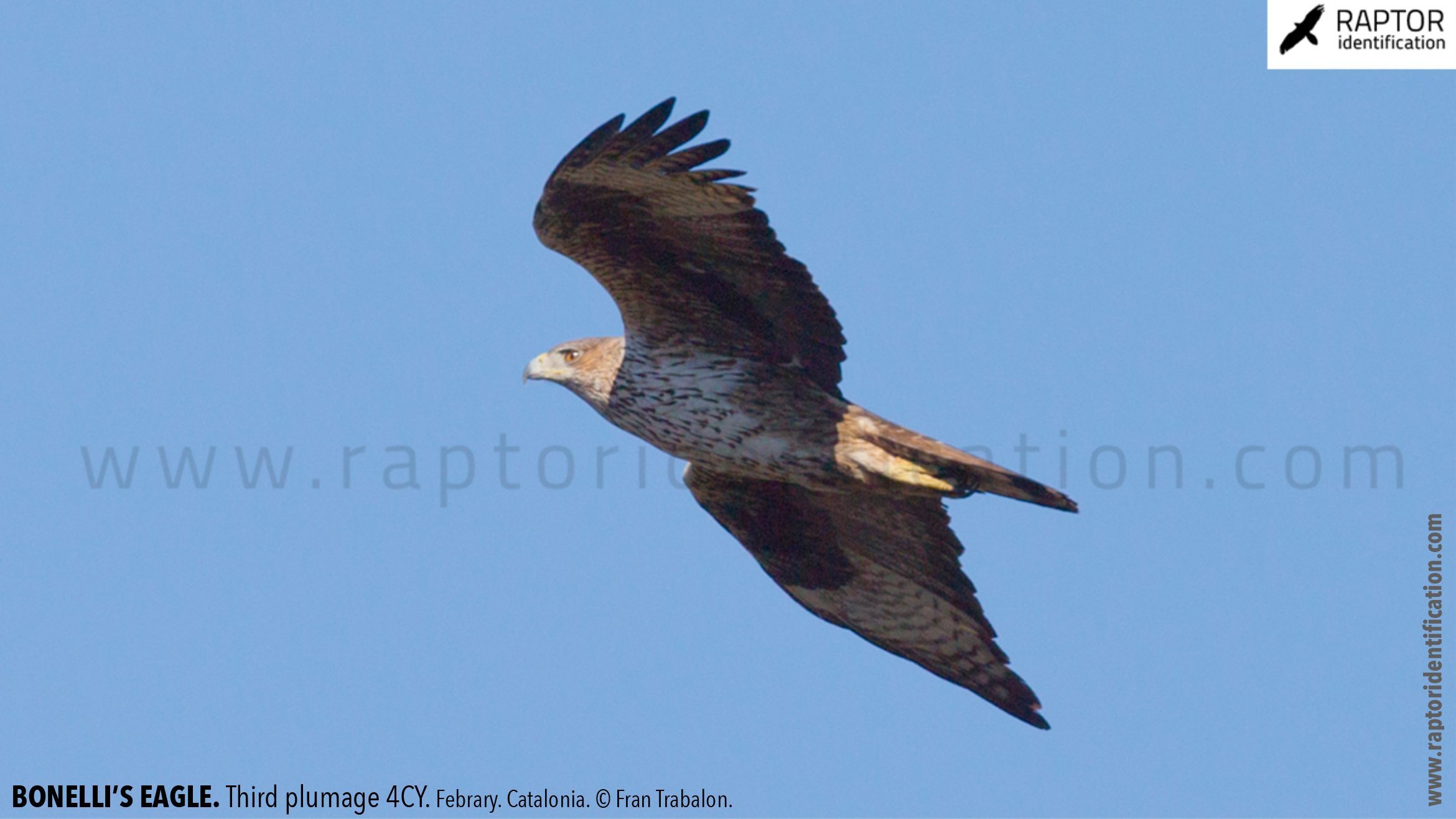 Bonellis-Eagle-3rd-plumage-identification