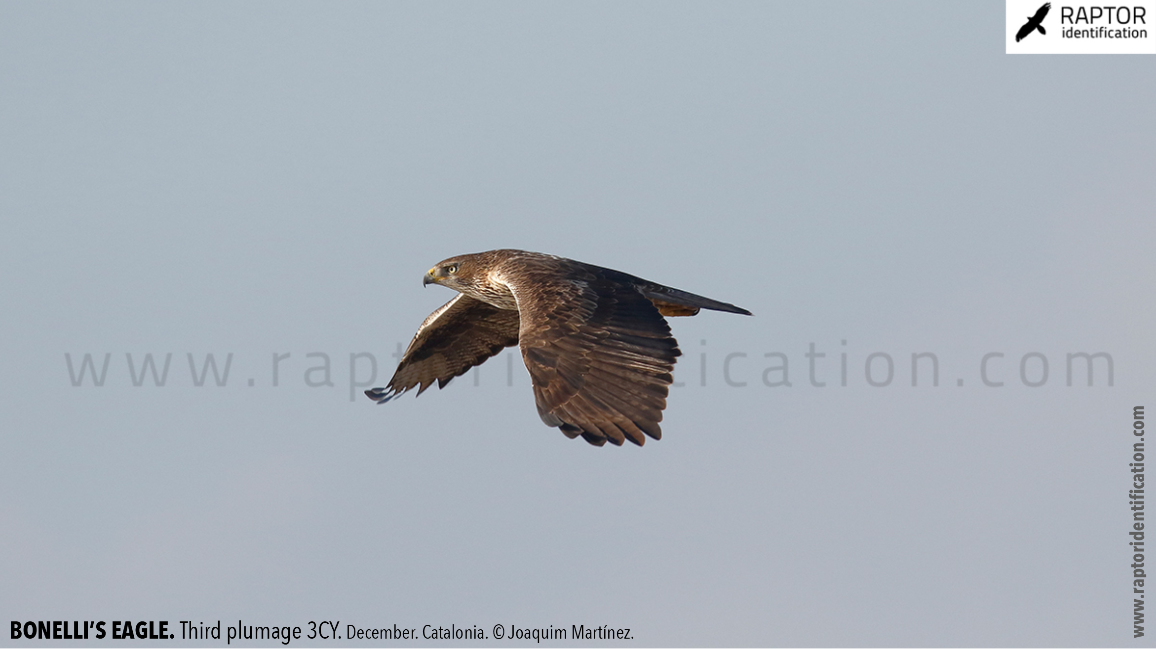 Bonellis-Eagle-3rd-plumage-identification