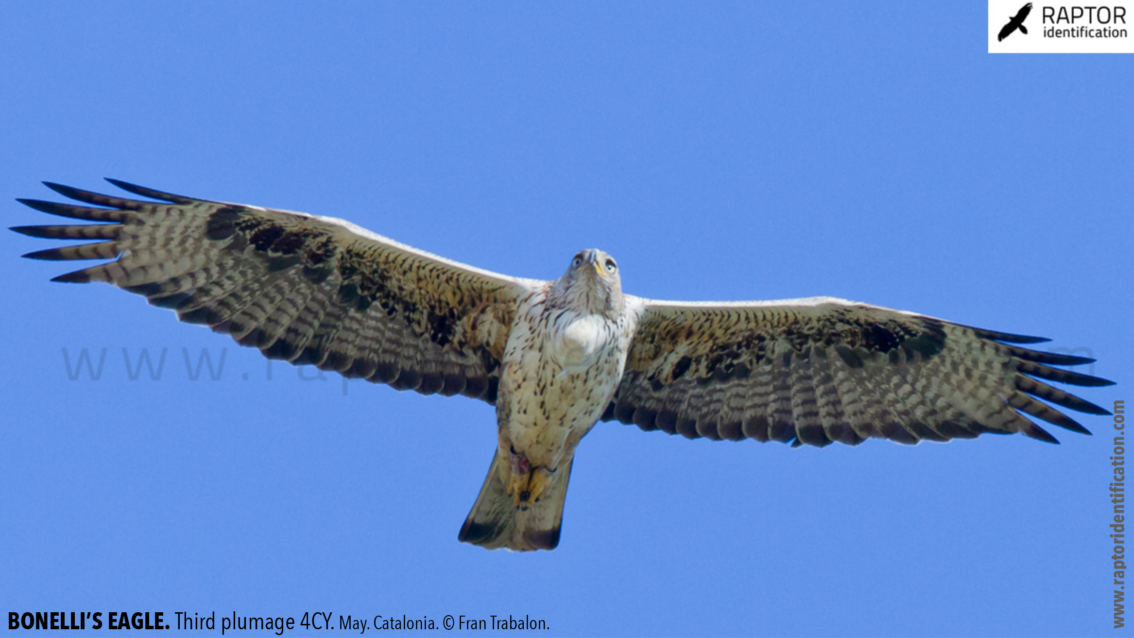 Bonellis-Eagle-3rd-plumage-identification