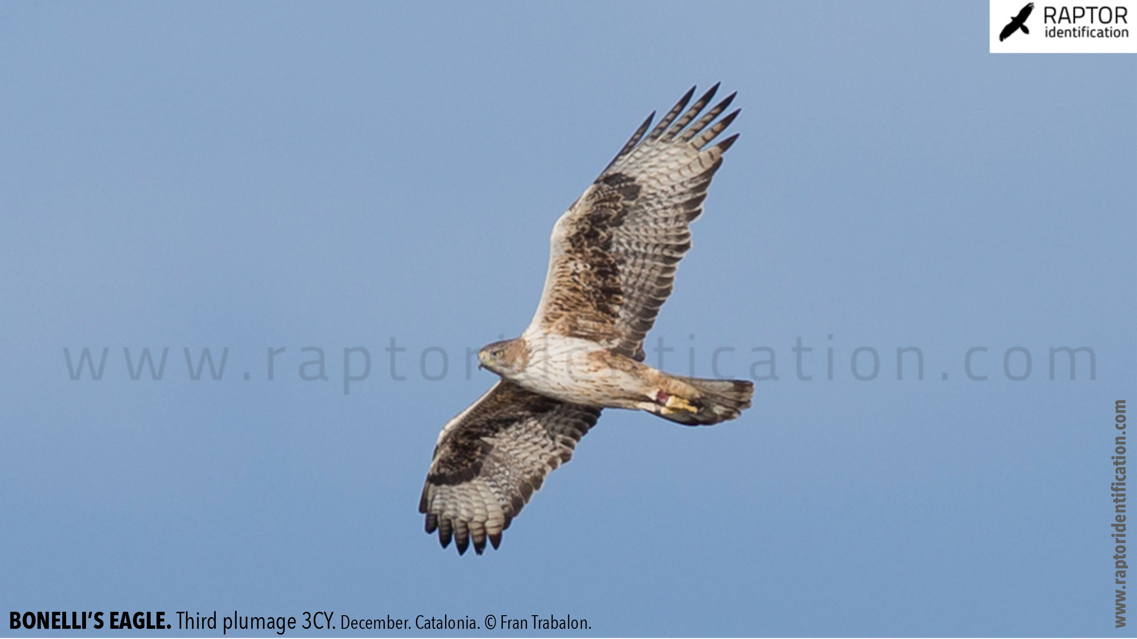 Bonellis-Eagle-3rd-plumage-identification