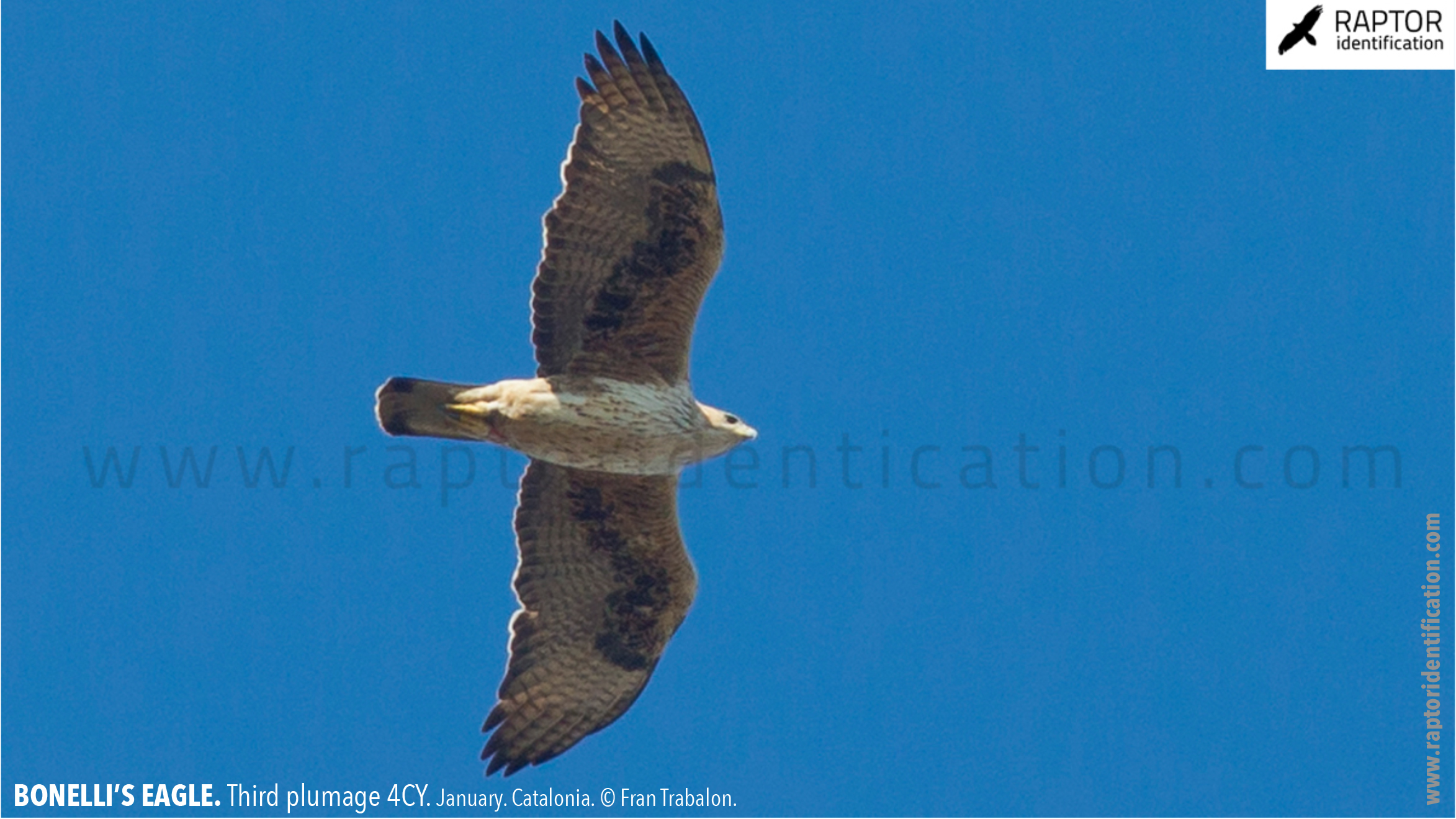 Bonellis-Eagle-3rd-plumage-identification