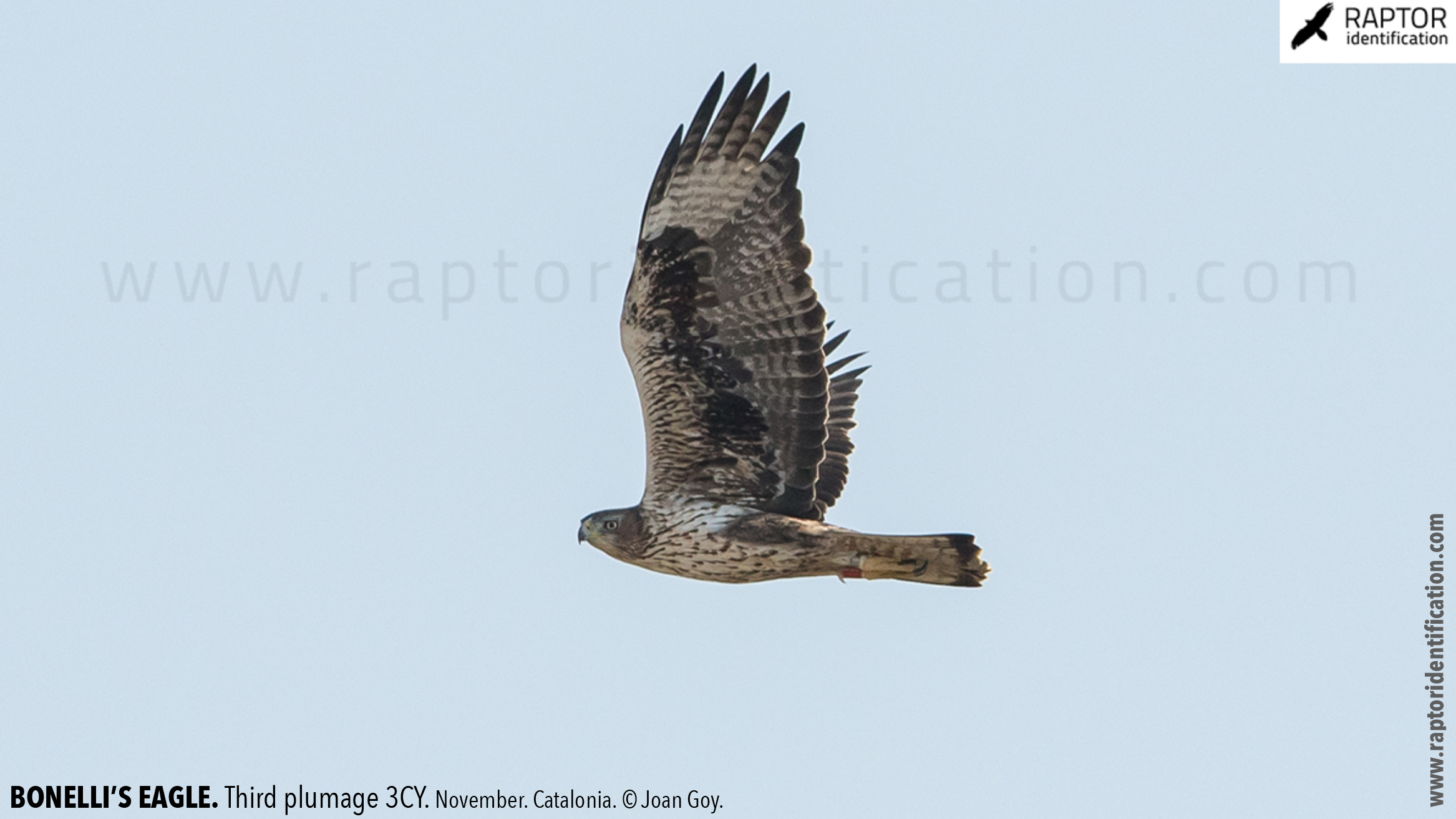 Bonellis-Eagle-3rd-plumage-identification