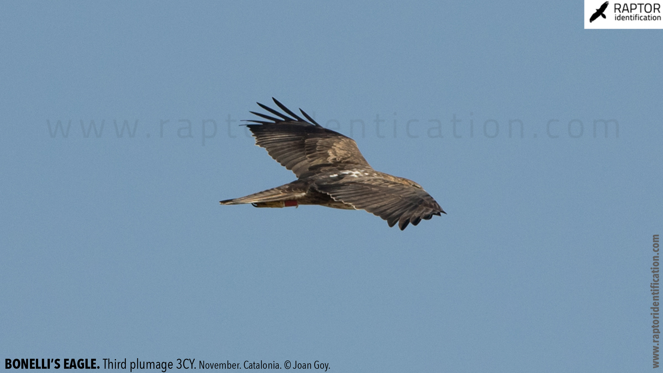 Bonellis-Eagle-3rd-plumage-identification