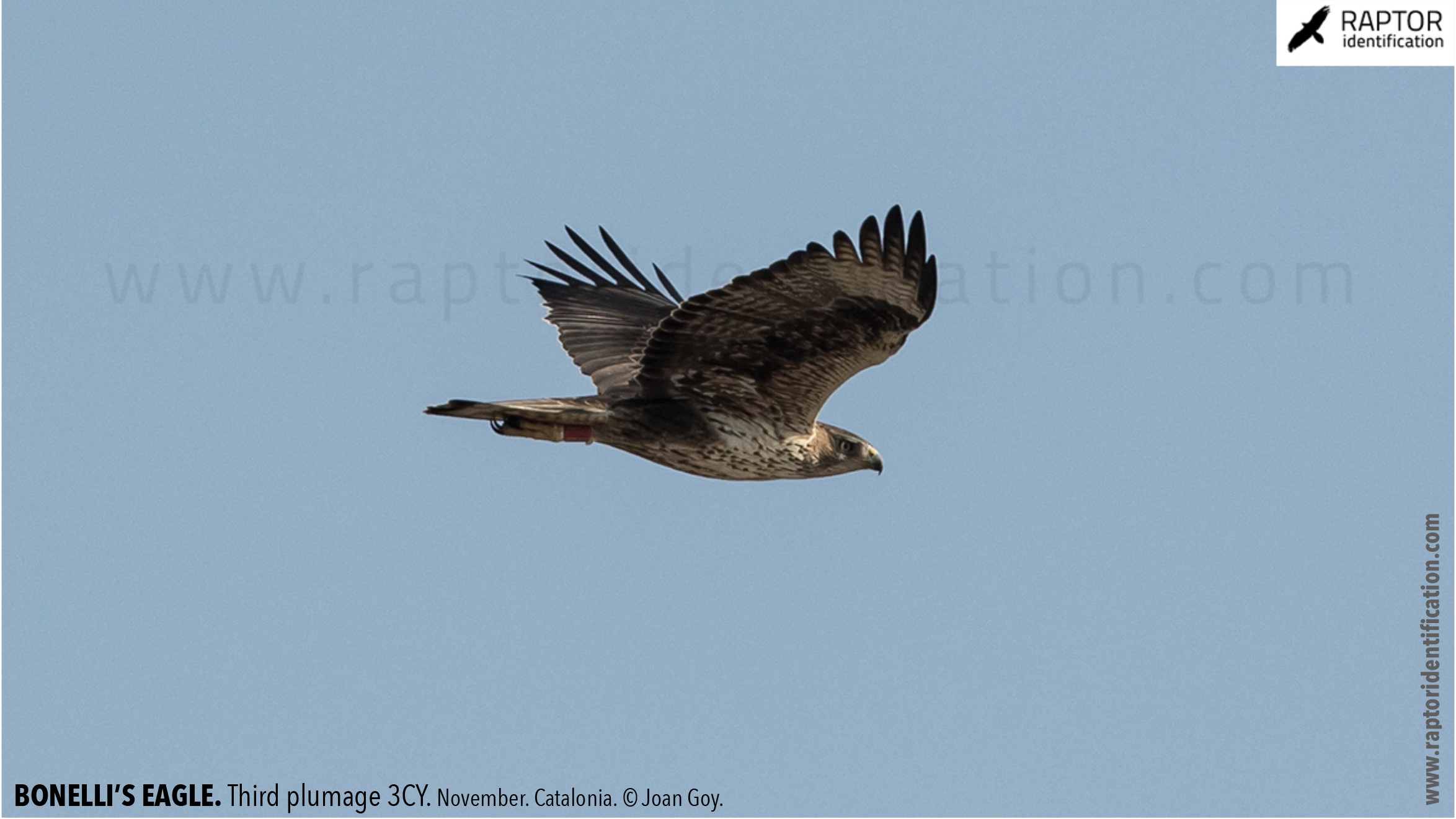 Bonellis-Eagle-3rd-plumage-identification