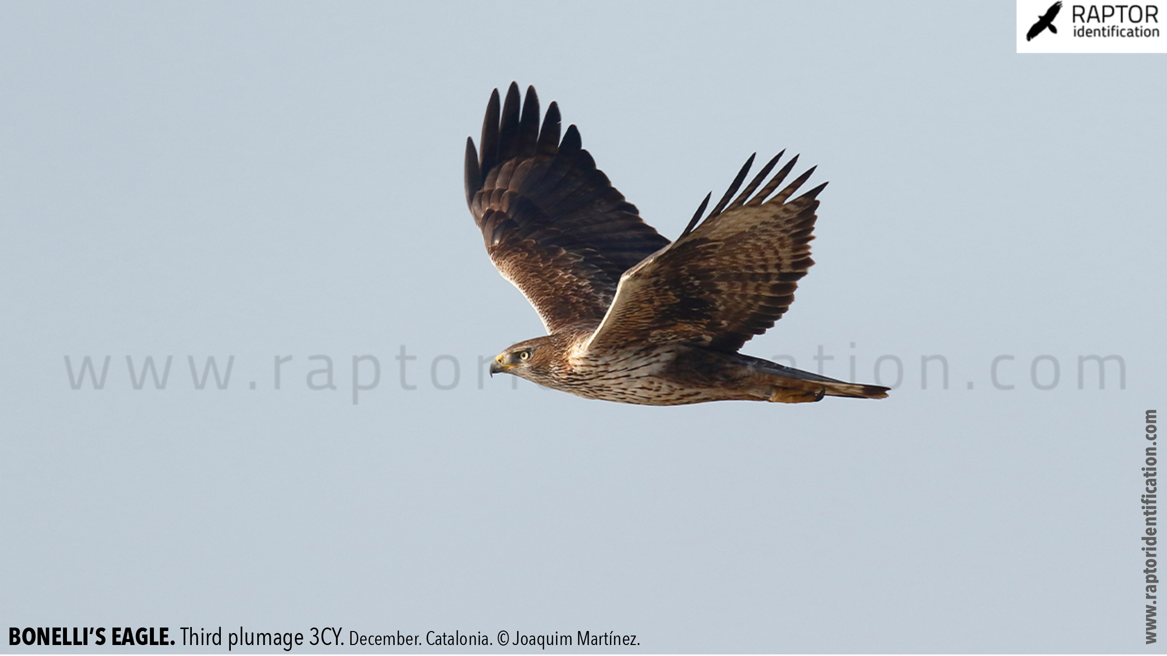 Bonellis-Eagle-3rd-plumage-identification