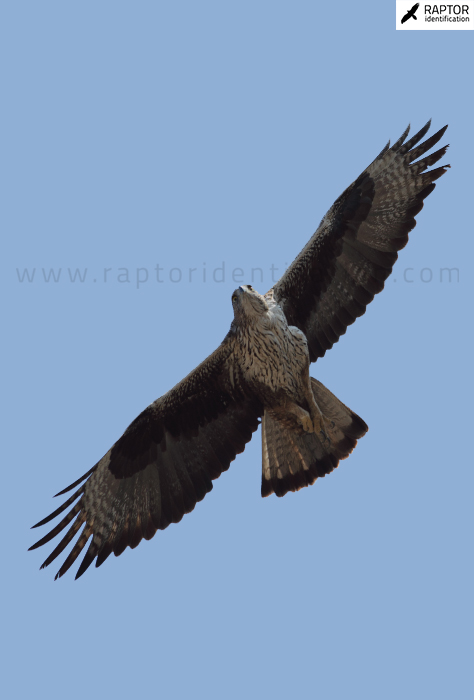 Bonellis-Eagle-adult-plumage-identification