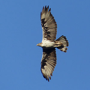 Bonellis-Eagle-adult-plumage-identification