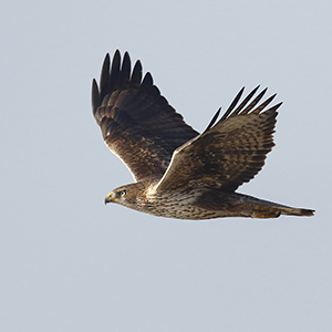 Bonellis-Eagle-3rd-plumage-identification