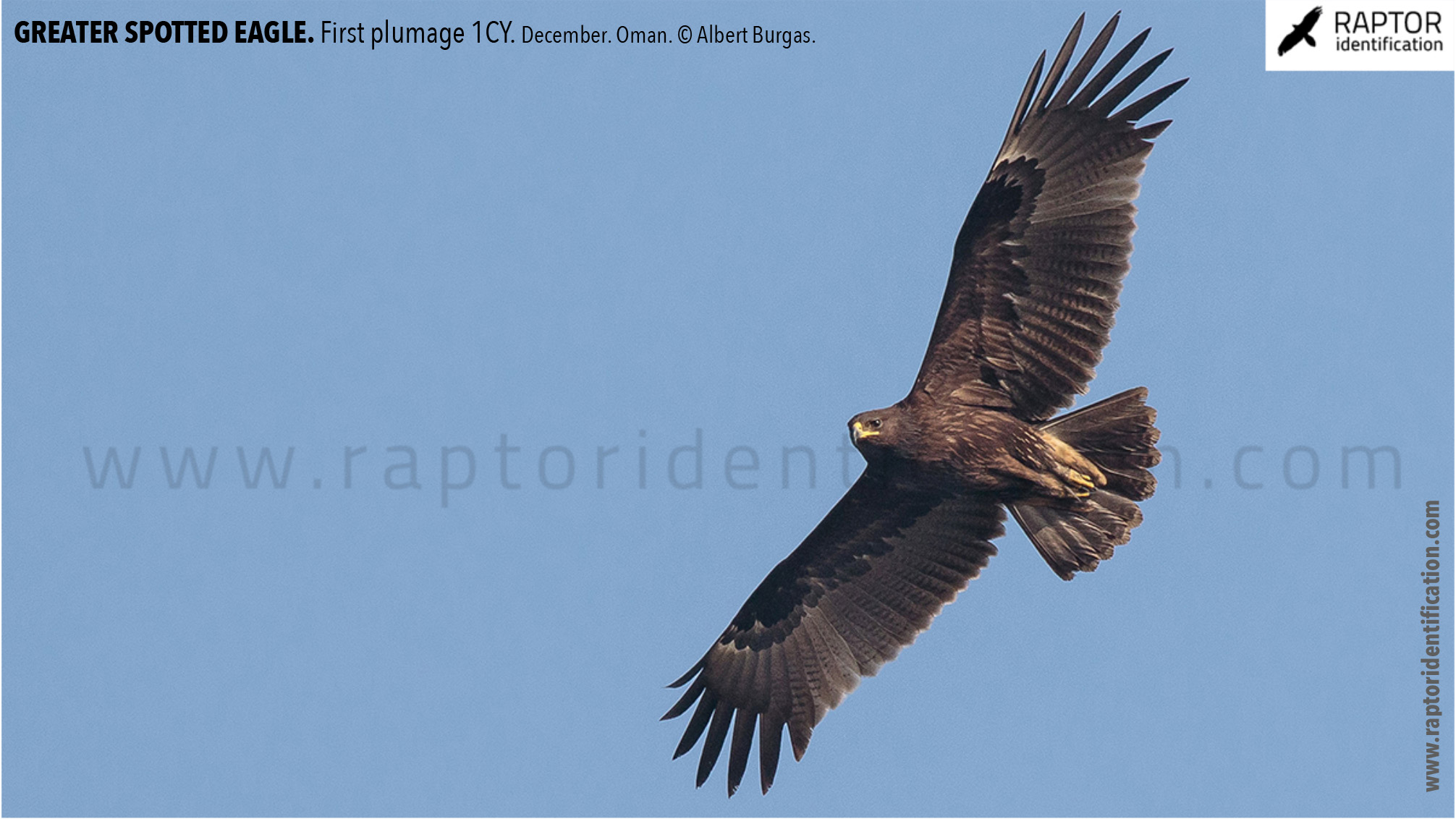 greater-spotted-eagle-identification-juvenile-clanga-clanga