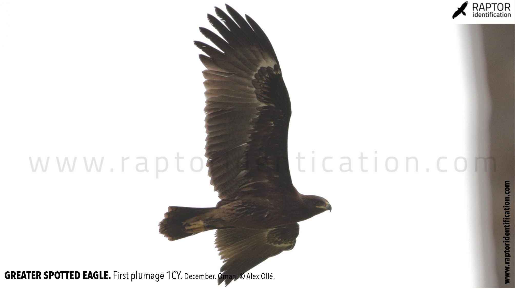 greater-spotted-eagle-identification-juvenile-clanga-clanga