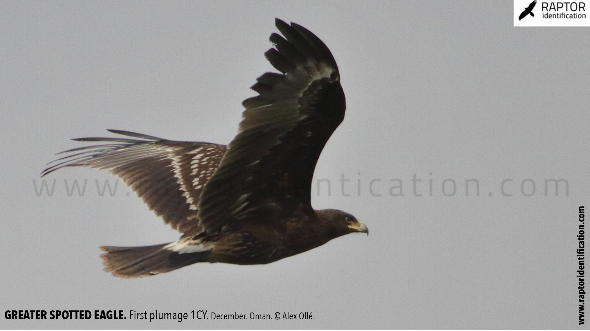 greater-spotted-eagle-identification-juvenile-clanga-clanga