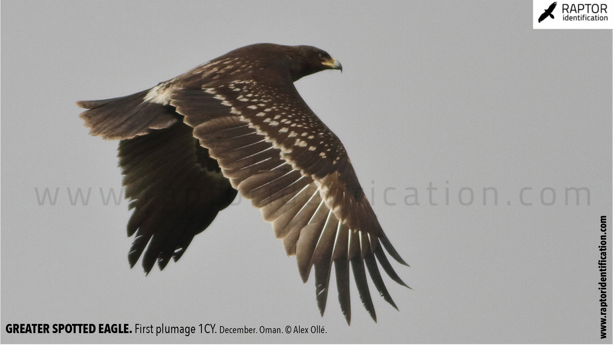 greater-spotted-eagle-identification-juvenile-clanga-clanga