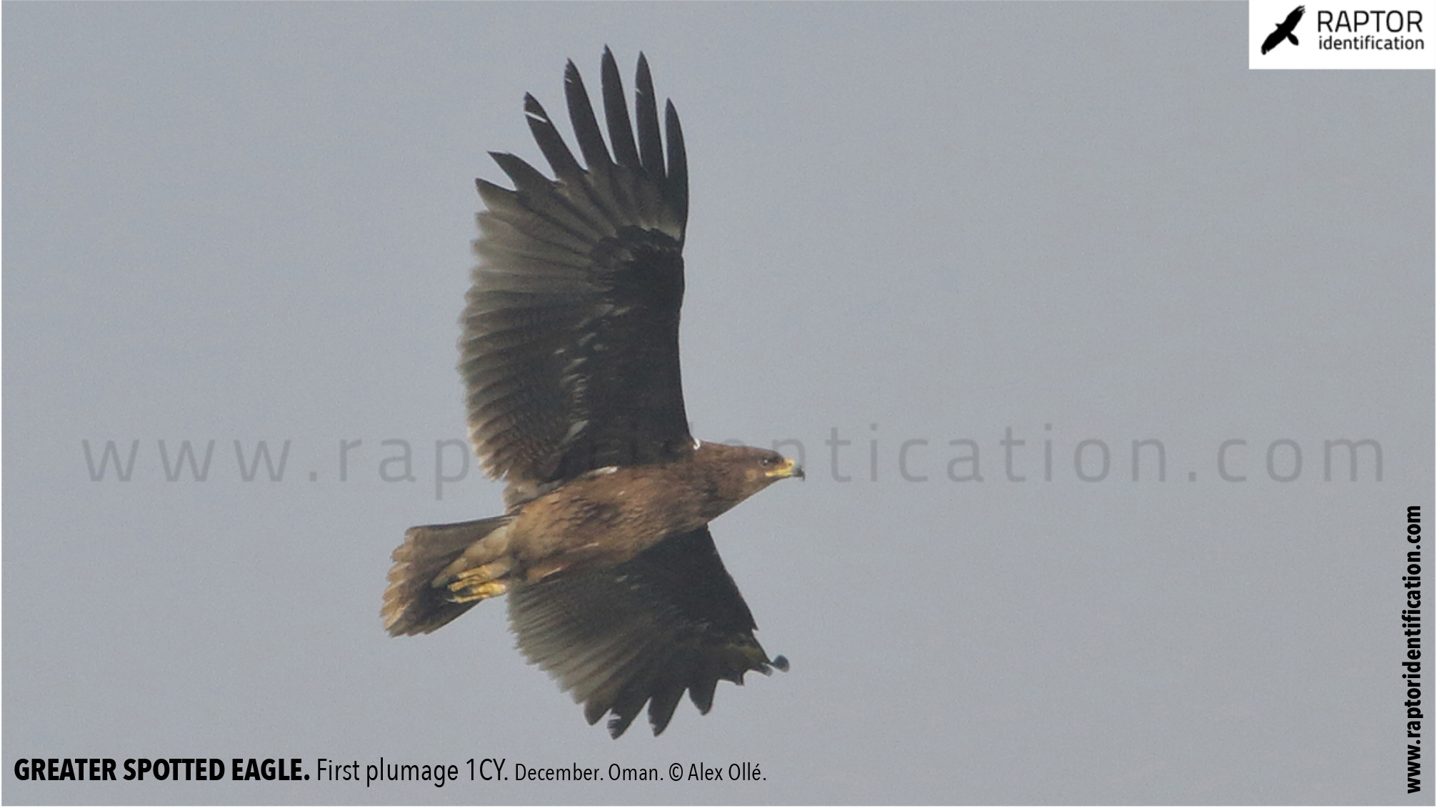 greater-spotted-eagle-identification-juvenile-clanga-clanga