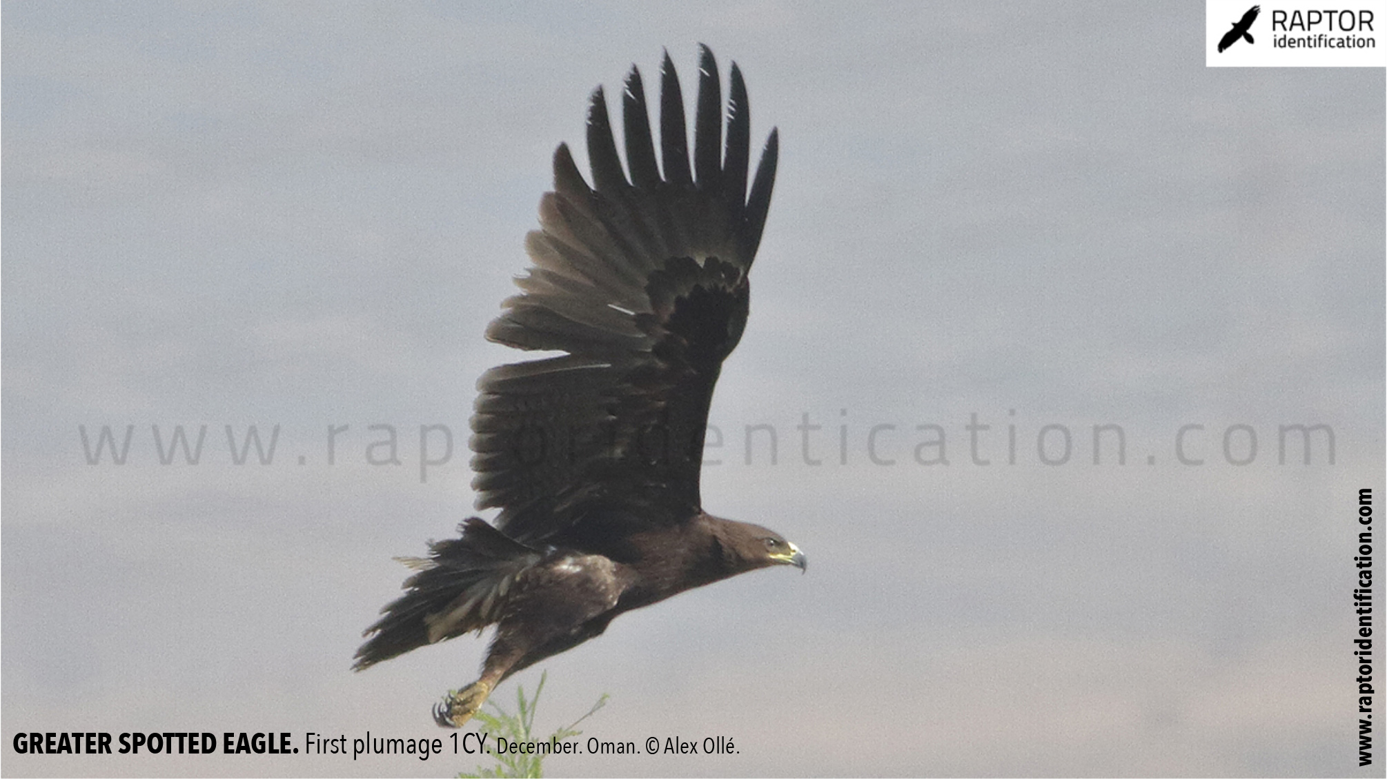 greater-spotted-eagle-identification-juvenile-clanga-clanga