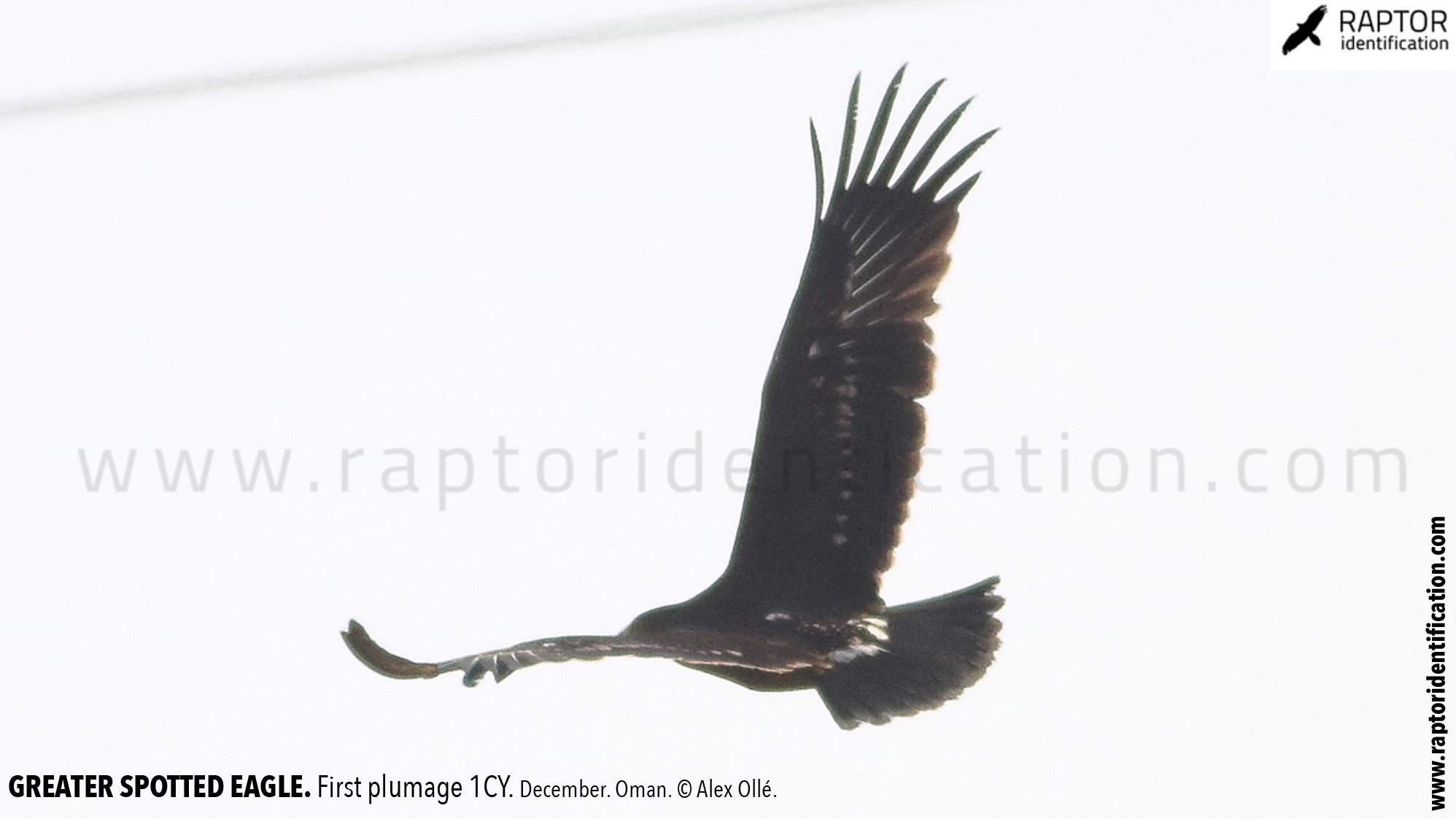 greater-spotted-eagle-identification-juvenile-clanga-clanga