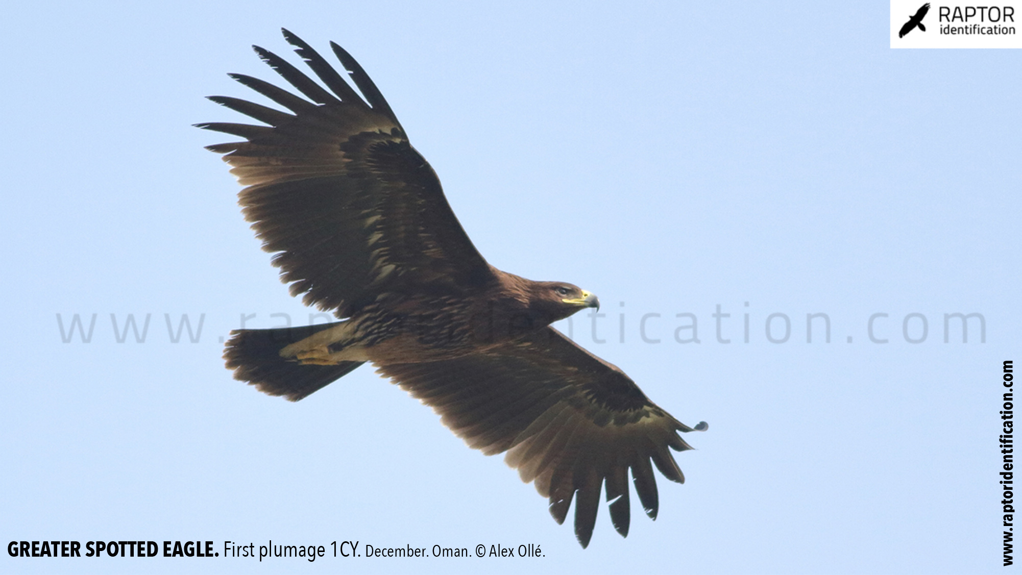 greater-spotted-eagle-identification-juvenile-clanga-clanga