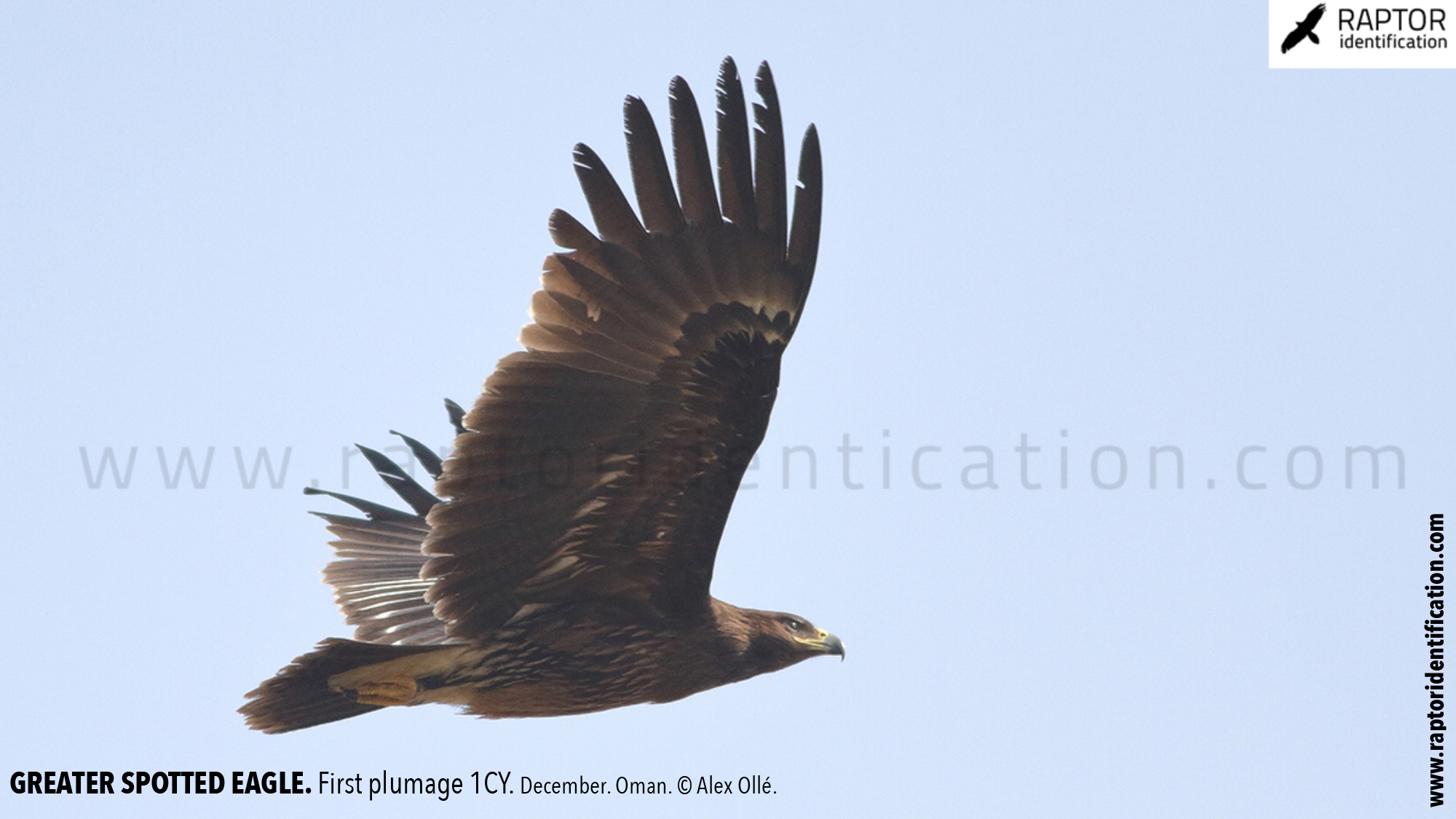 greater-spotted-eagle-identification-juvenile-clanga-clanga