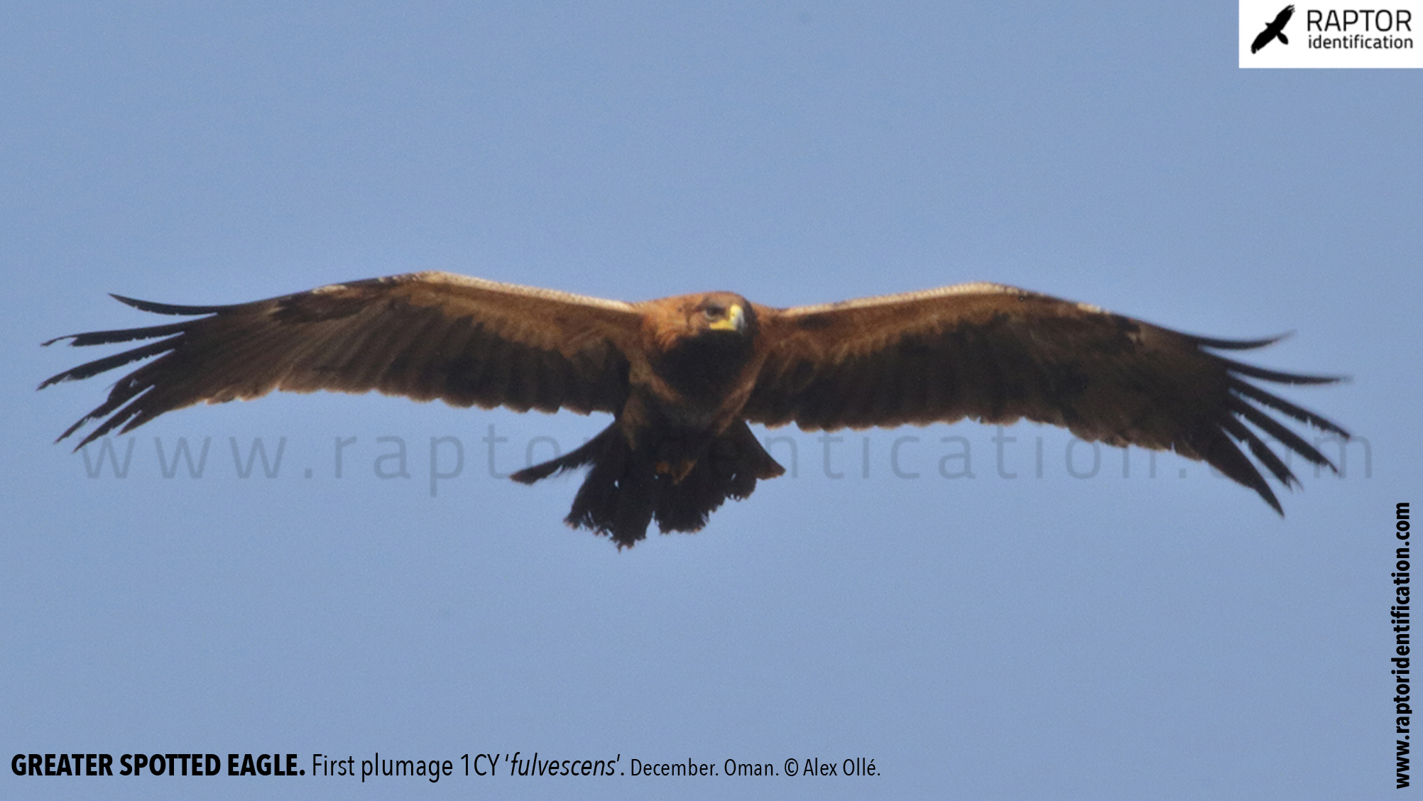 greater-spotted-eagle-identification-juvenile-clanga-clanga