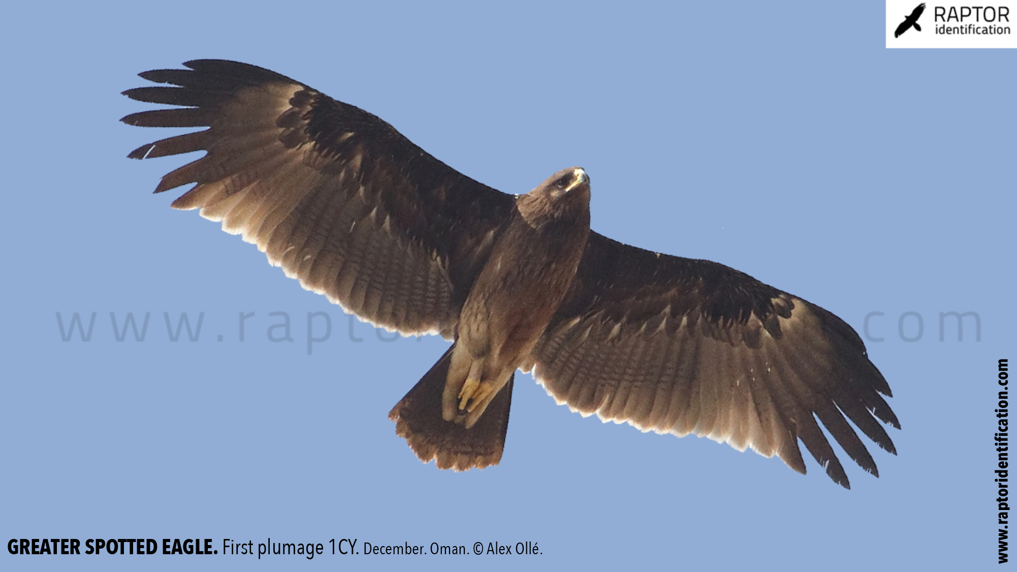 greater-spotted-eagle-identification-juvenile-clanga-clanga