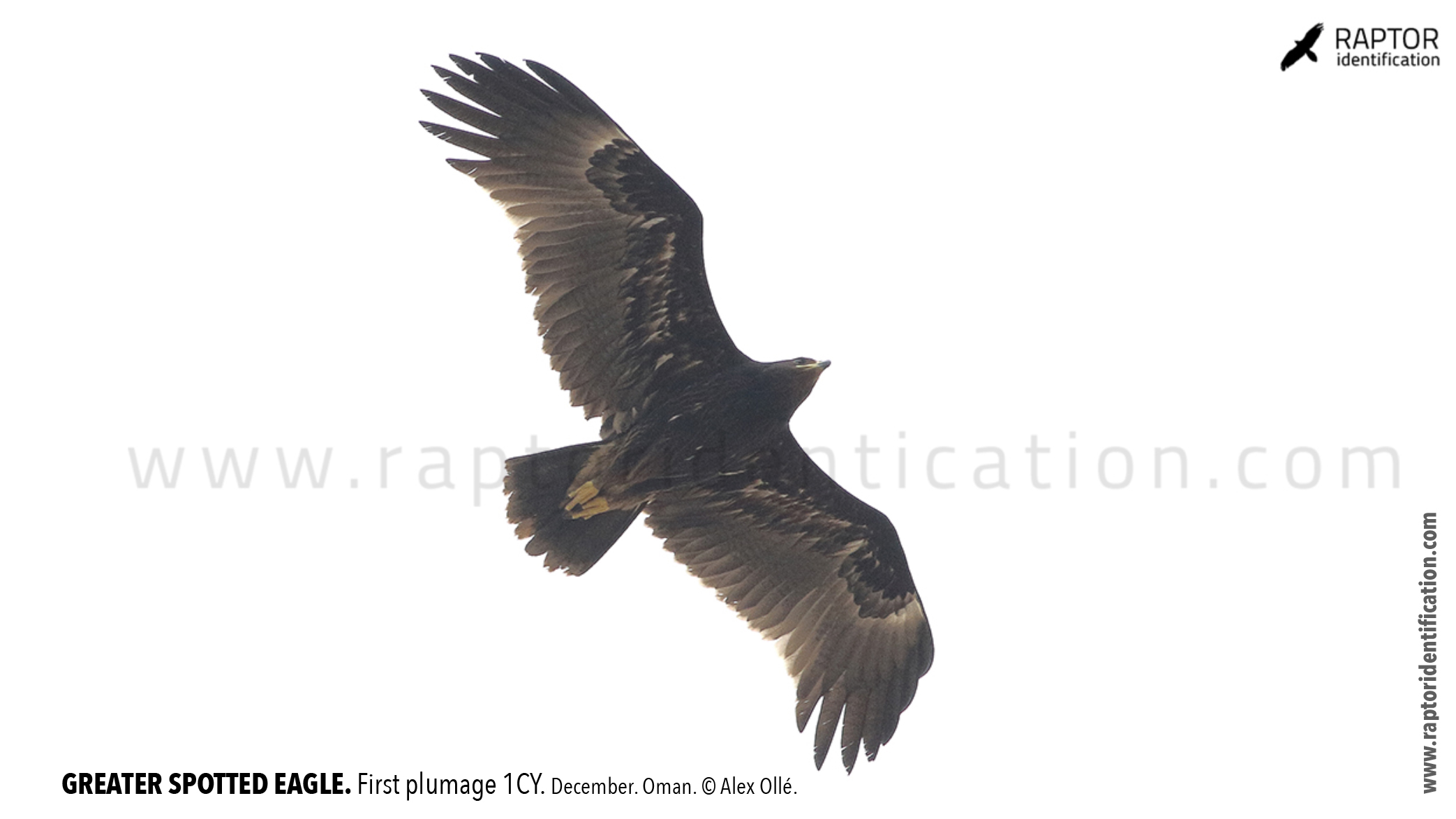 greater-spotted-eagle-identification-juvenile-clanga-clanga