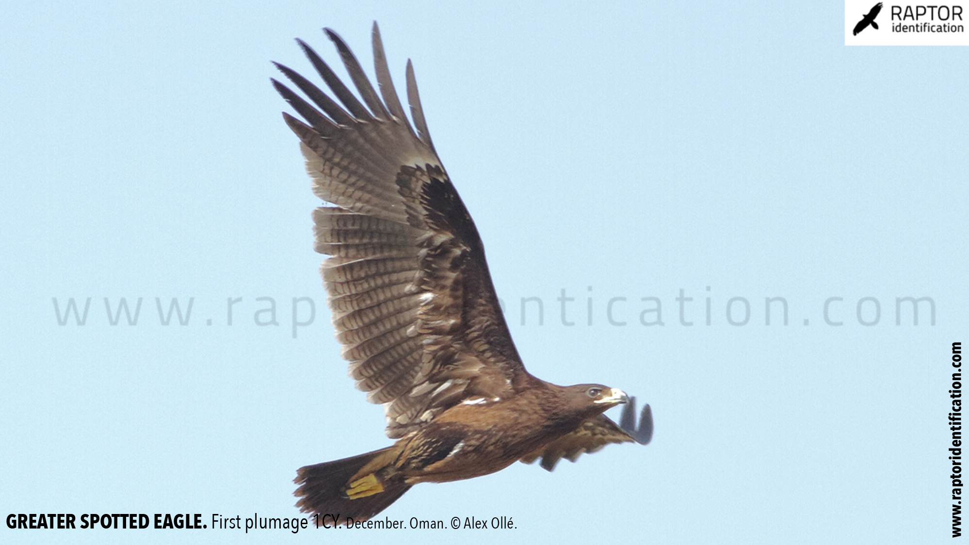 Greater-spotted-eagle-identification-juvenile-clanga-clanga