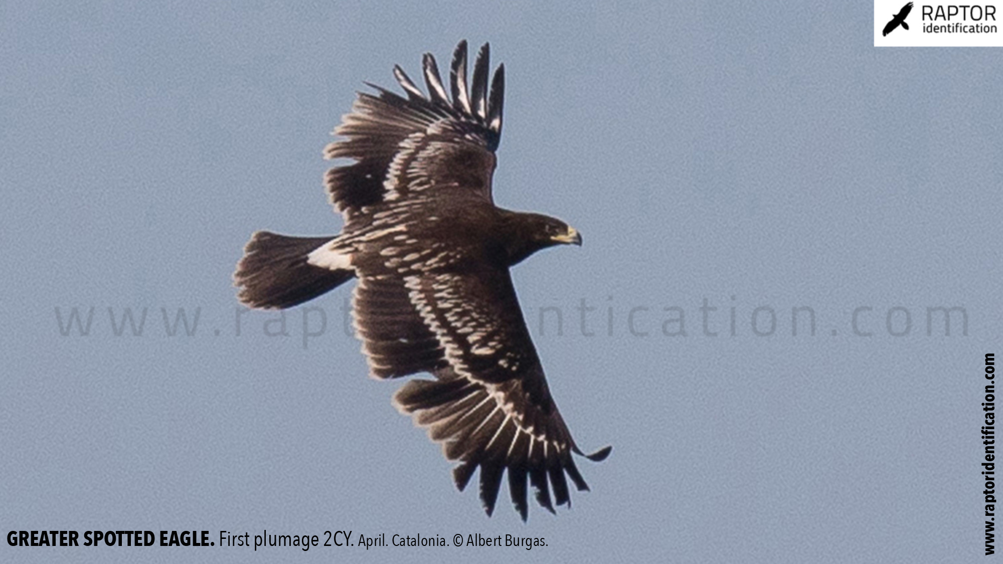 greater-spotted-eagle-identification-juvenile-clanga-clanga