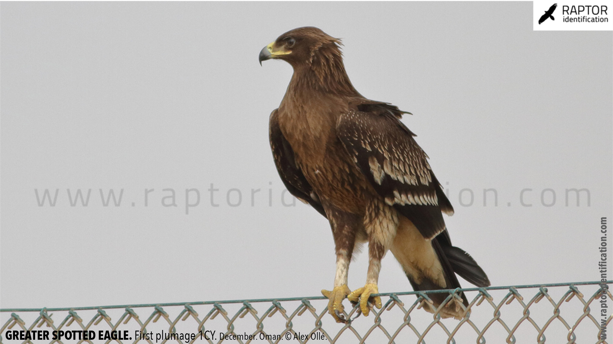 greater-spotted-eagle-identification-juvenile-clanga-clanga