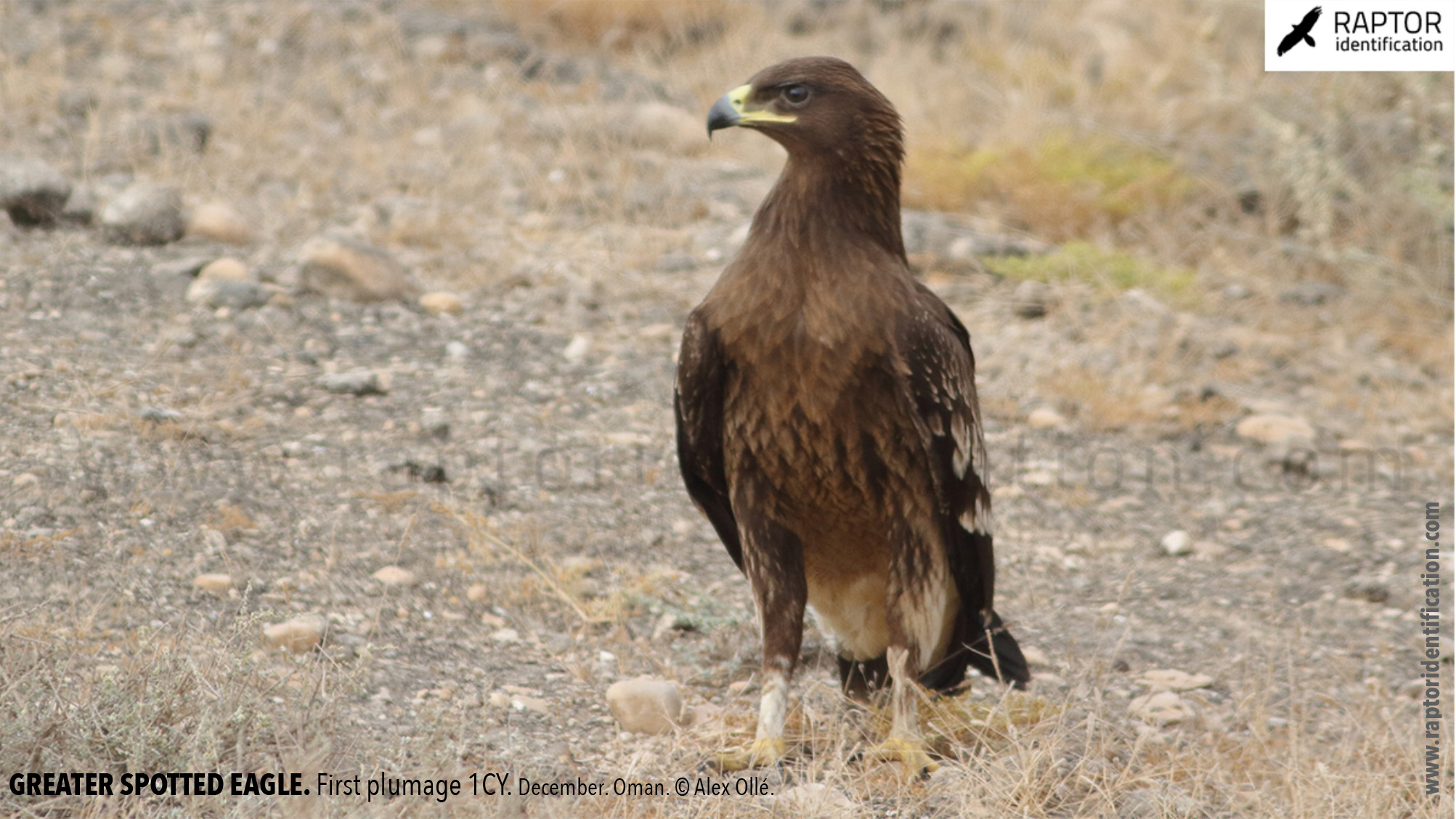 greater-spotted-eagle-identification-juvenile-clanga-clanga