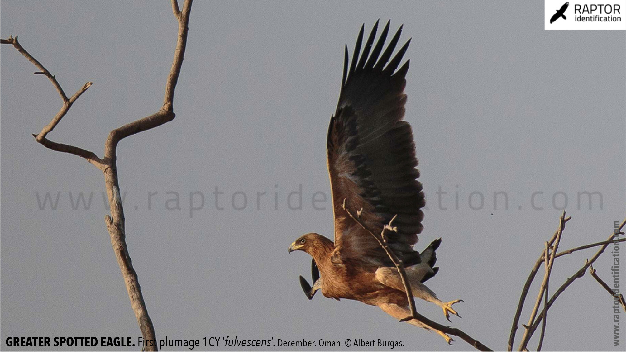 greater-spotted-eagle-identification-juvenile-clanga-clanga