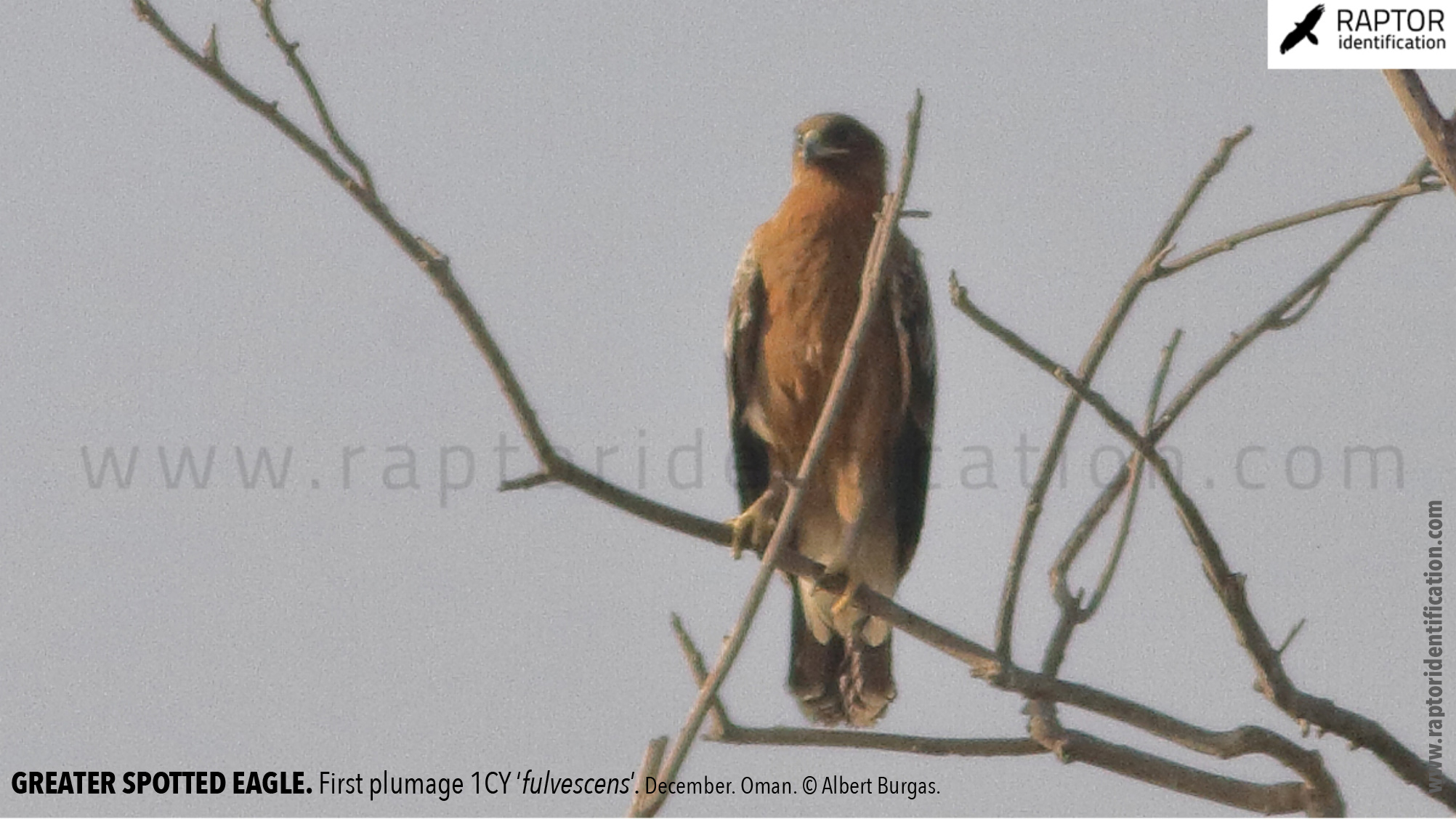 greater-spotted-eagle-identification-juvenile-clanga-clanga