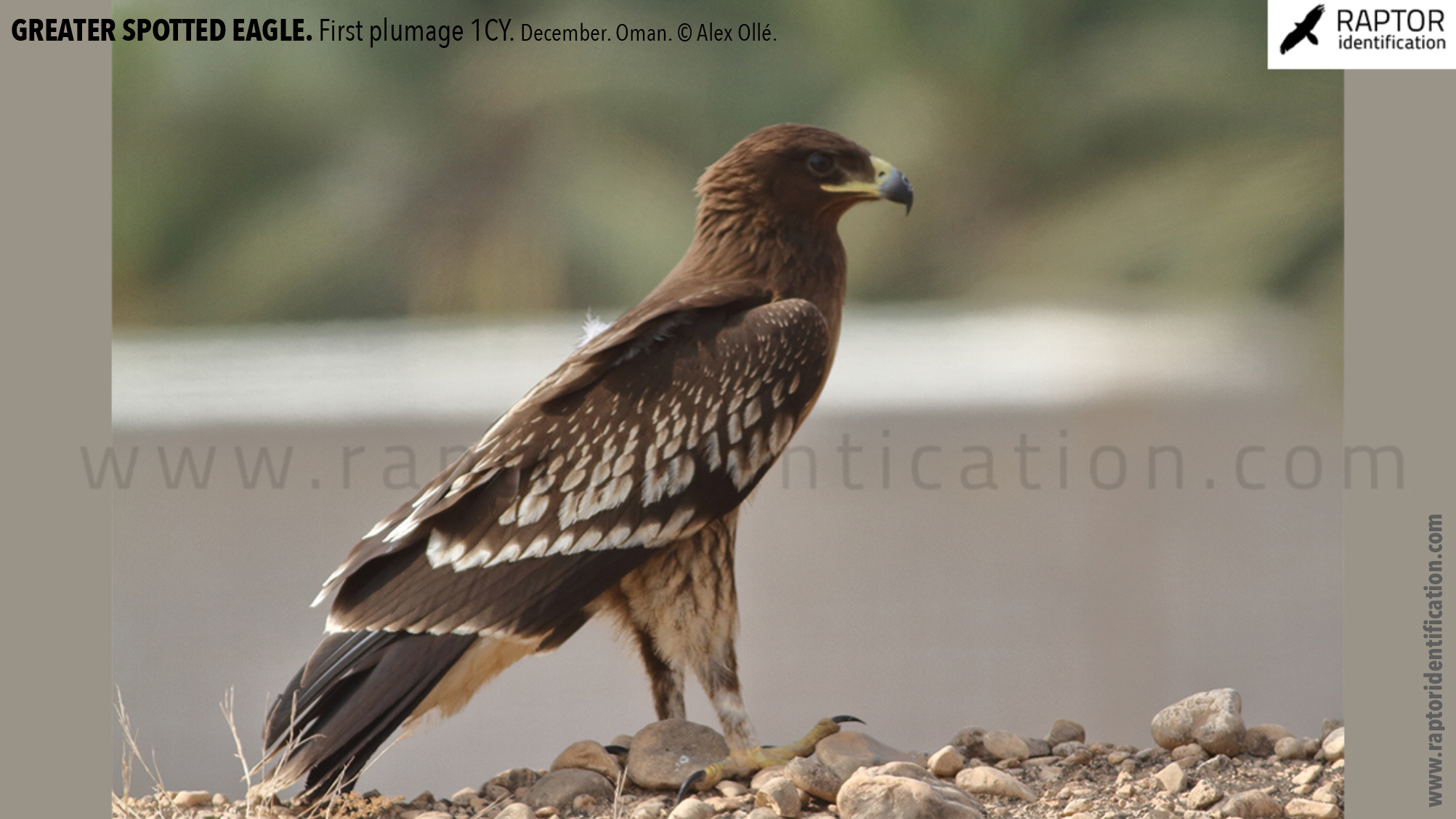 greater-spotted-eagle-identification-juvenile-clanga-clanga