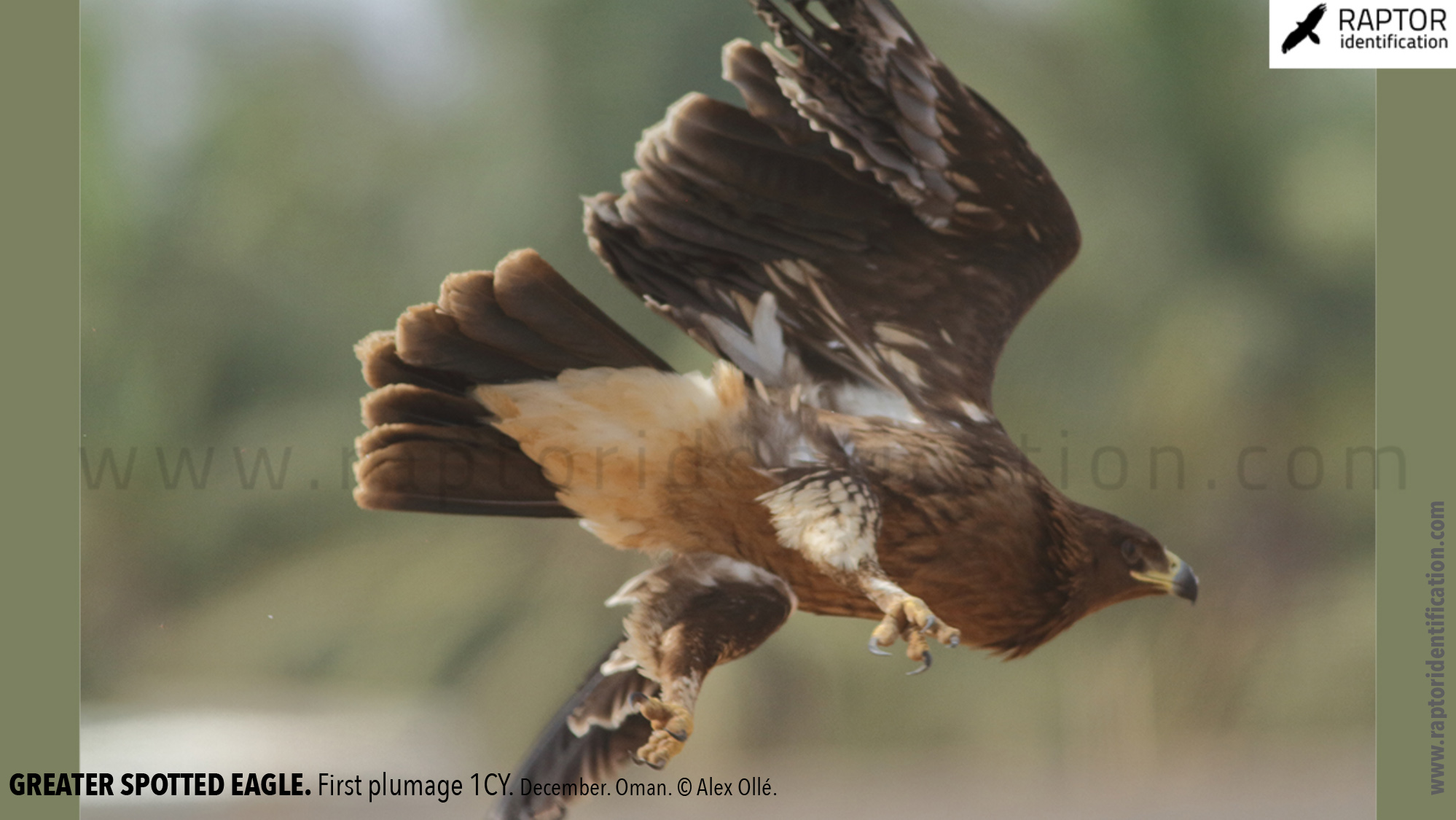 greater-spotted-eagle-identification-juvenile-clanga-clanga