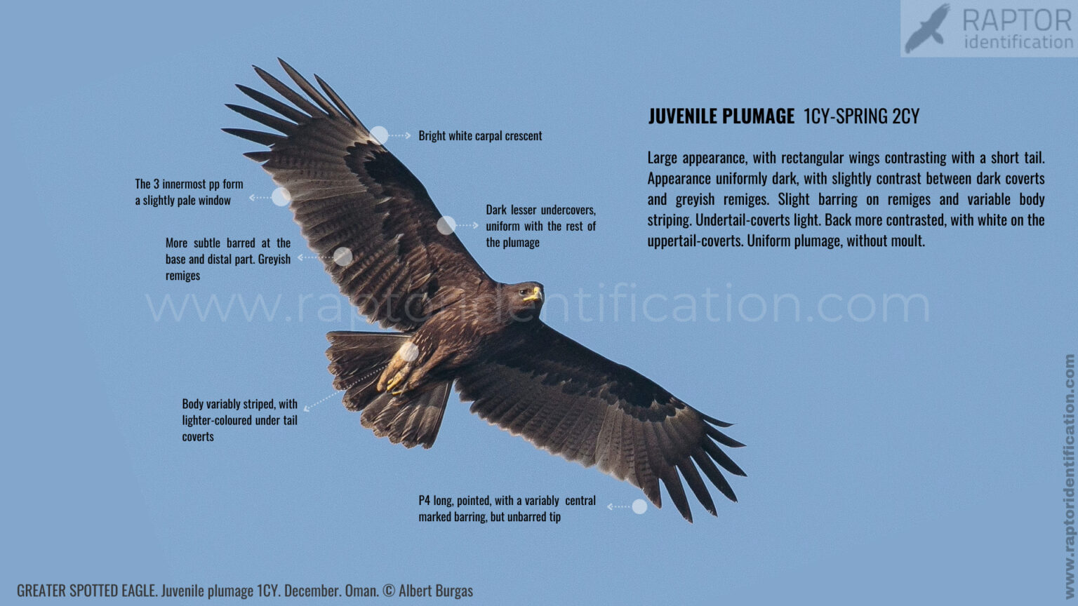 Greater Spotted Eagle – Raptor Identification – The complete raptors guide