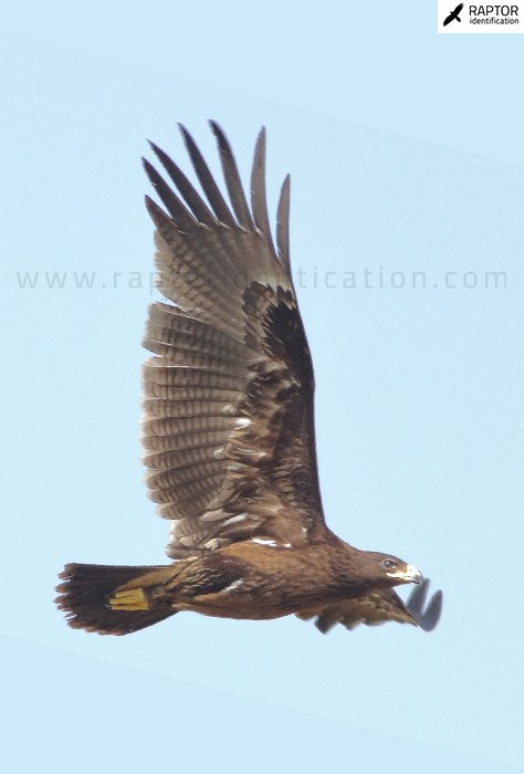 Greater-spotted-eagle-identification-juvenile-clanga-clanga