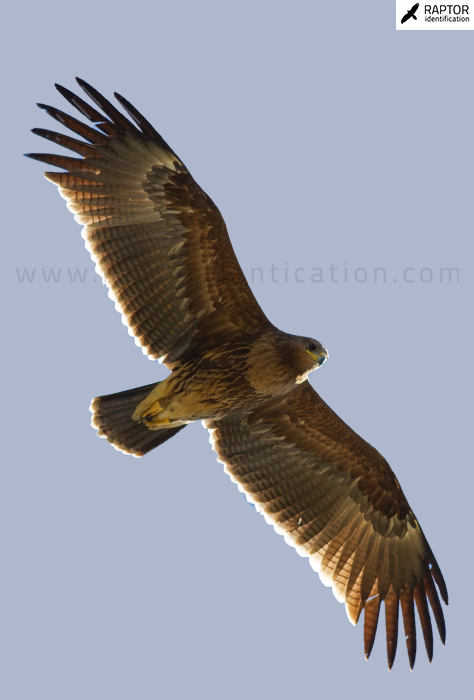 clanga-hybrids-identification-Greater-spotted-Eagle