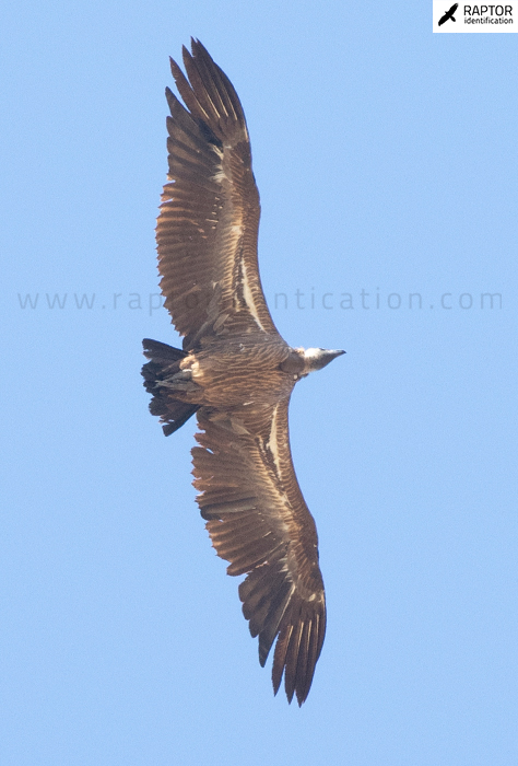 griffon-ruppells-african-white-backed-vulture-identification-africanus-rueppelli-fulvus